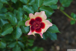 Persica roses Fancy Babylon eyes               